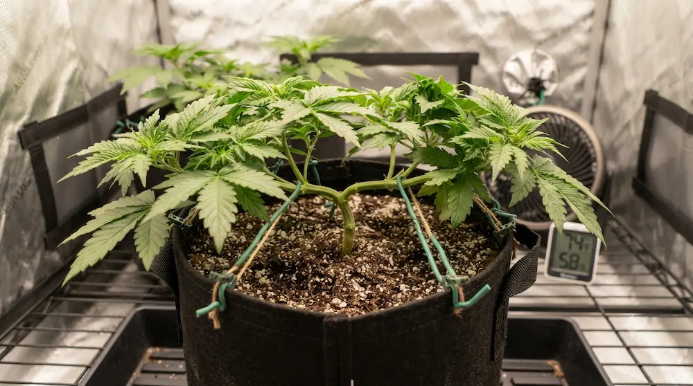 Cannabis growing indoors