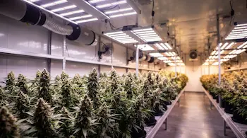How to cure cannabis guide